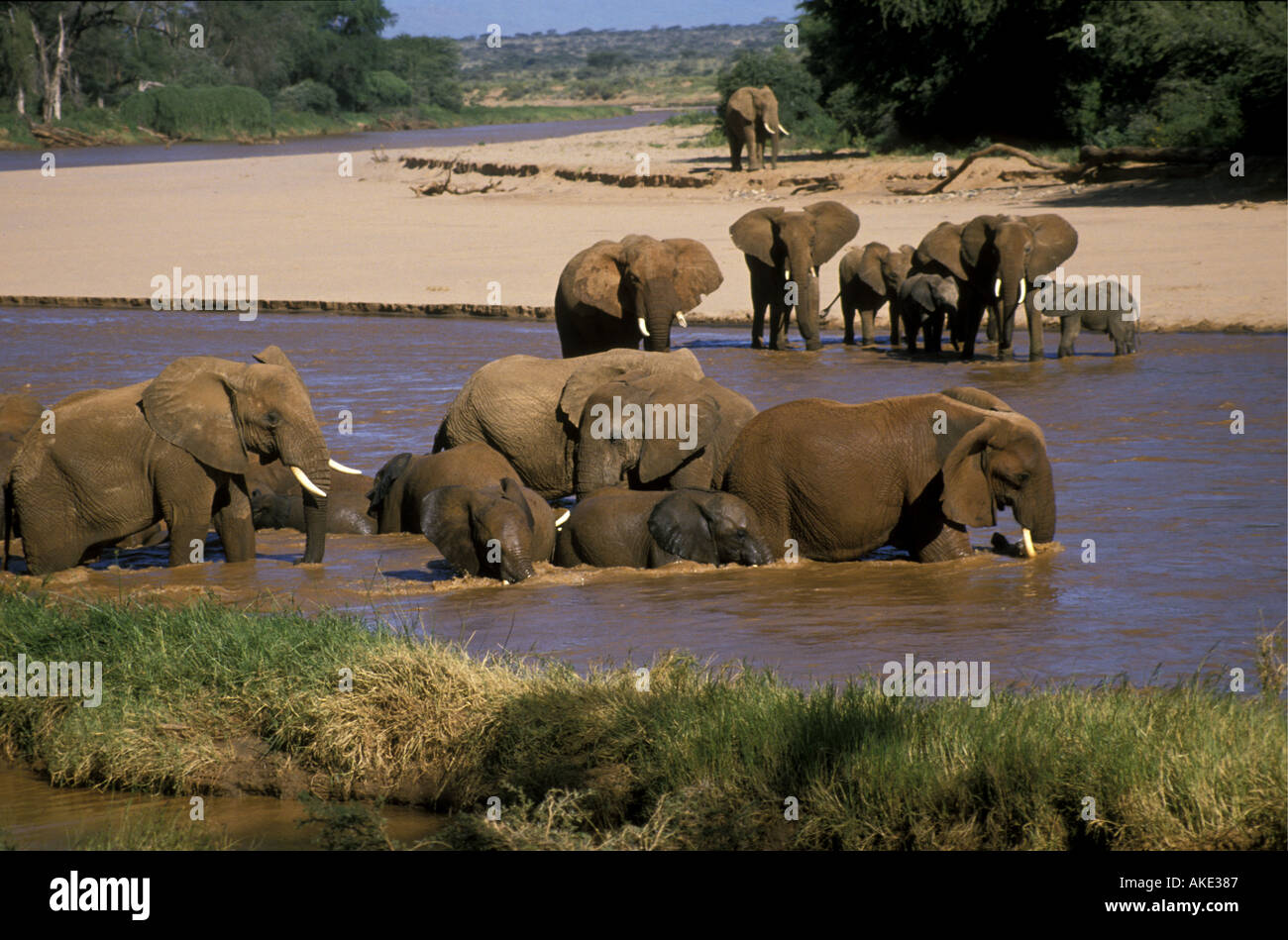 Un troupeau d'éléphants femelles et veaux d'echelle et de boire dans l'Uaso Nyiro Samburu National Reserve Kenya Afrique de l'Est Banque D'Images