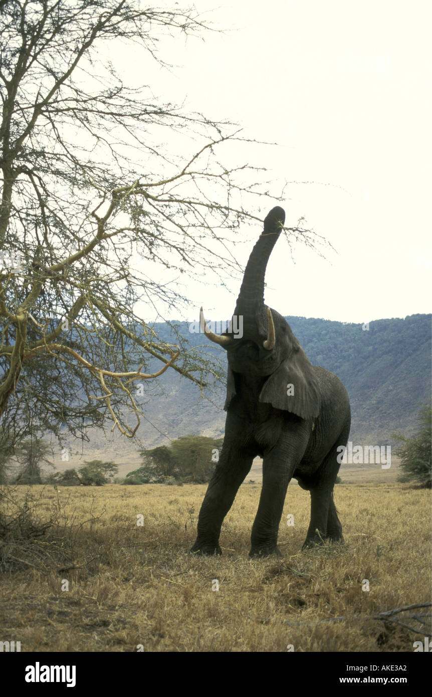 Un éléphant mâle adulte atteignant jusqu'à un arbre d'acacia écorce jaune à arracher un des braches de nourriture Ngorongoro Crater Ta Banque D'Images