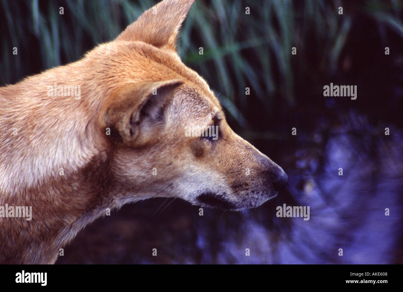 Dingo Canis lupus familiaris dingo sur le territoire du Parc de la faune Berry Springs Banque D'Images