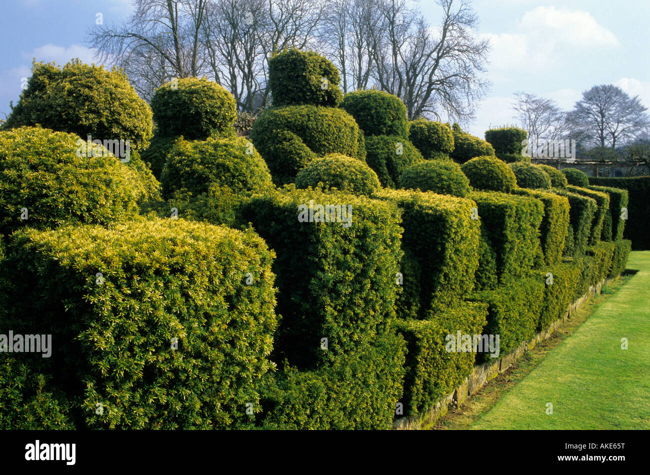 Kent Hever Castle le jeu d'échecs le topiaire if doré Banque D'Images