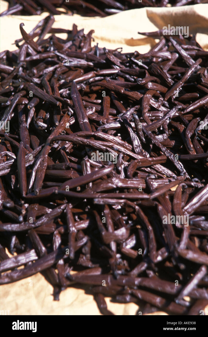 Les gousses de vanille en plein air de séchage en plein soleil du Pacifique Sud Banque D'Images