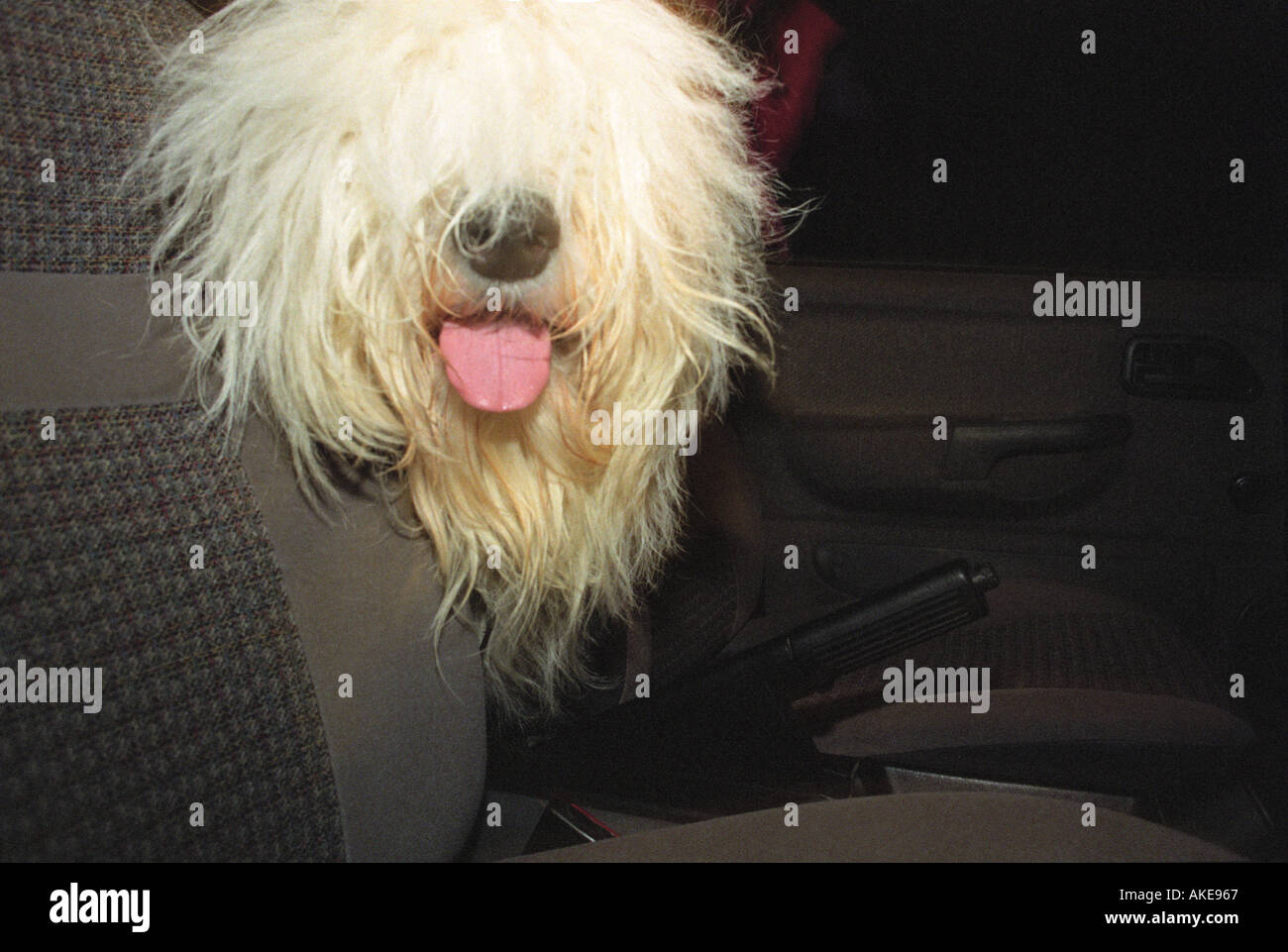 Un chien poilu avec langue sortir de sa bouche assise dans une voiture Banque D'Images