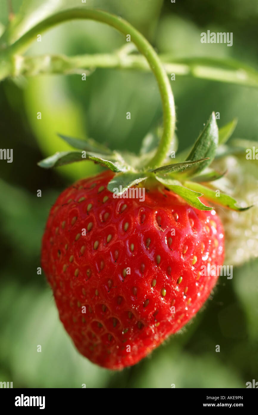 La fraise au jardin avec gereen détails feuilles Banque D'Images
