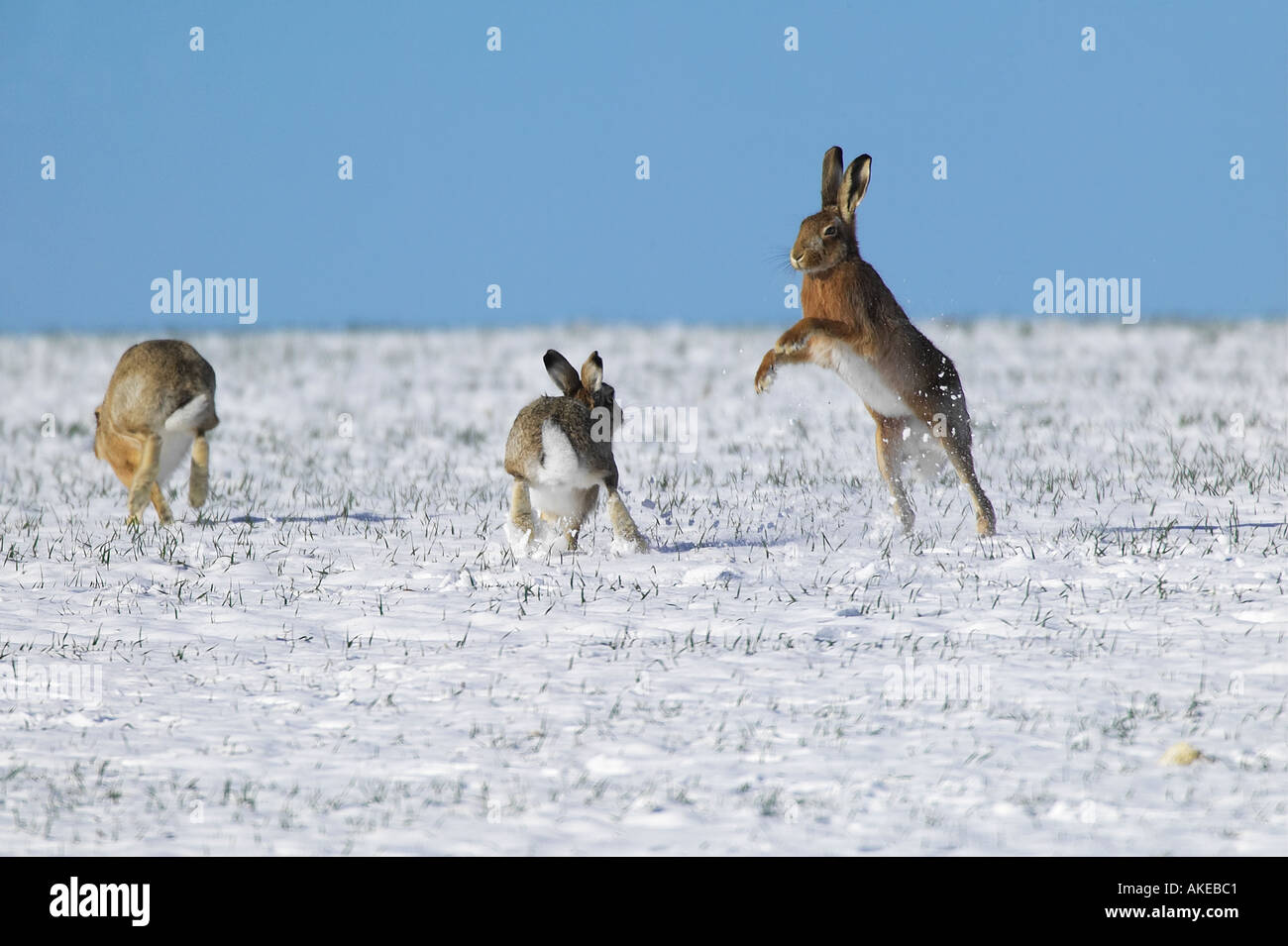 Lièvre brun Lepus capensis combats et chassant l'autre dans le champ couvert de neige therfield hertfordshire Banque D'Images