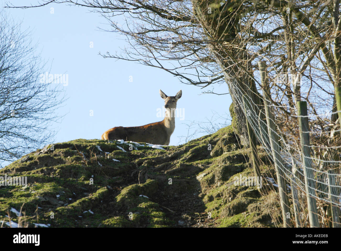 Cerf rouge sur une colline, froid scène d'hiver avec un ciel bleu. Llangadwaladr Powys pays de Galles. Banque D'Images