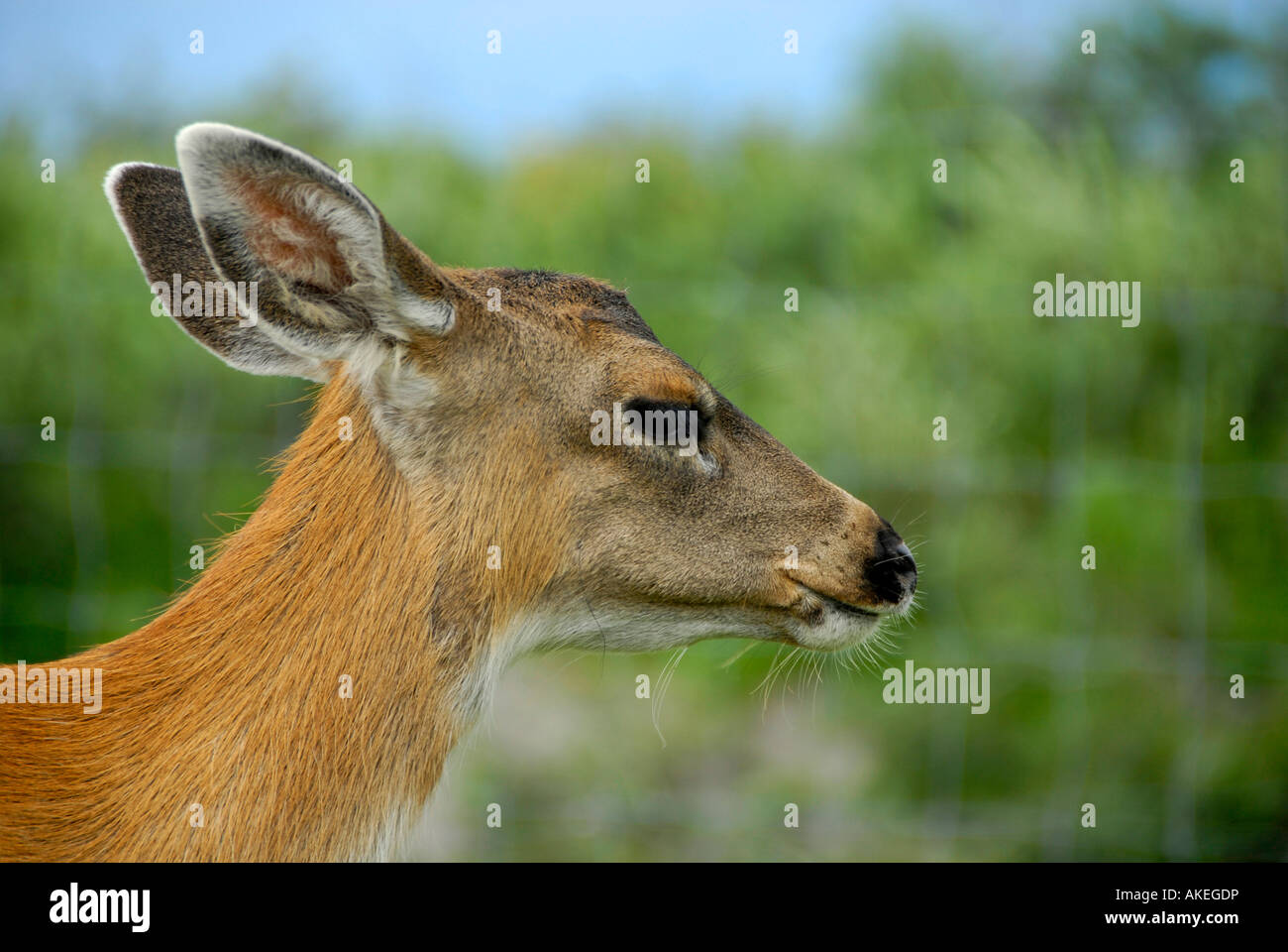 Le Cerf noir de Sitka en Alaska Wildlife Conservation Center AWCC près de Whittier Alaska AK U S United States Banque D'Images