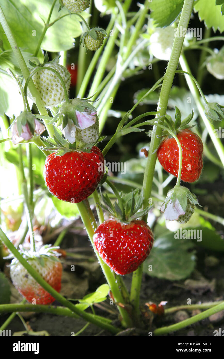 La fraise au jardin avec gereen détails feuilles Banque D'Images