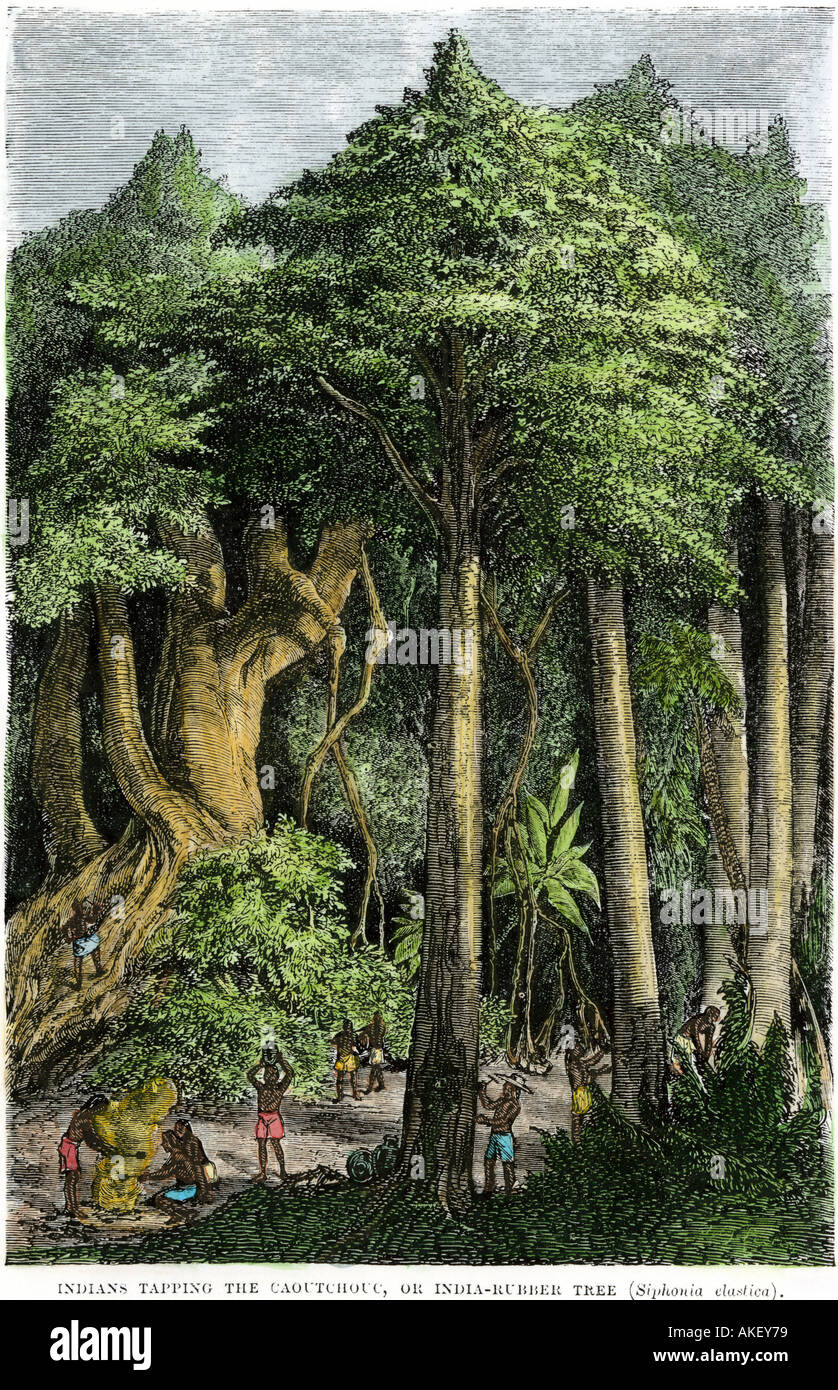 Les Indiens touchant l'arbre à caoutchouc caoutchouc ou de l'Inde Banque D'Images