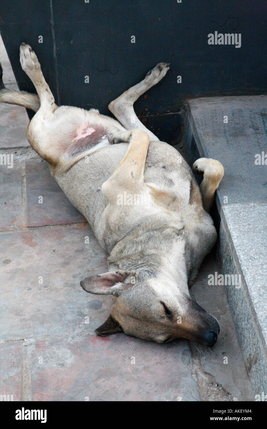 Téléchargement gratuit Images Inde Delhi Dort Chien Batard L Humour Banque D Images Photo Stock actualisé par