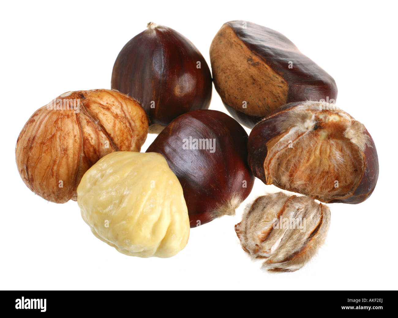 Macro châtaignier isolé sur fond blanc Banque D'Images