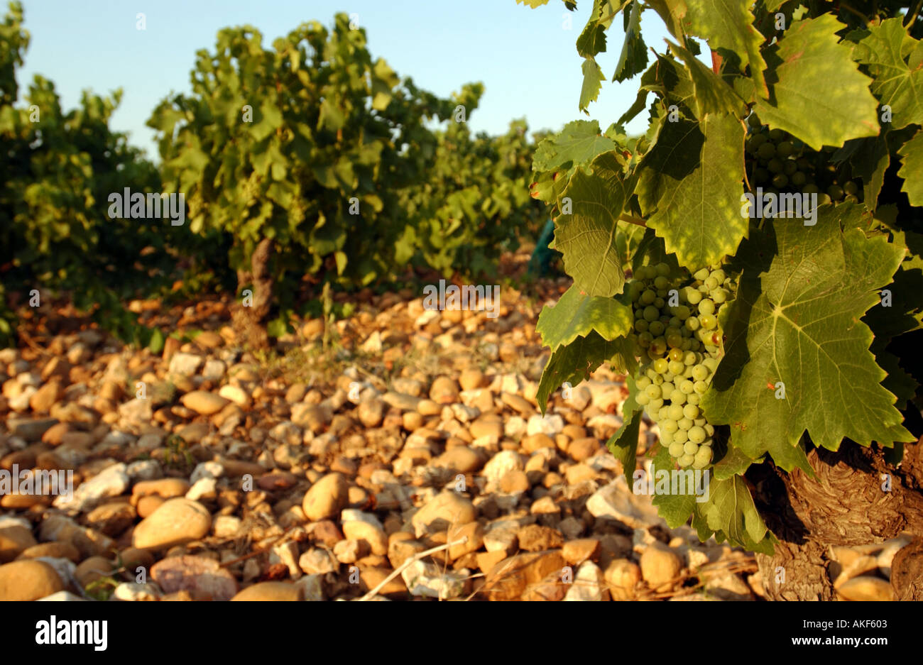 Chateauneuf-du-Pape, vignoble Banque D'Images
