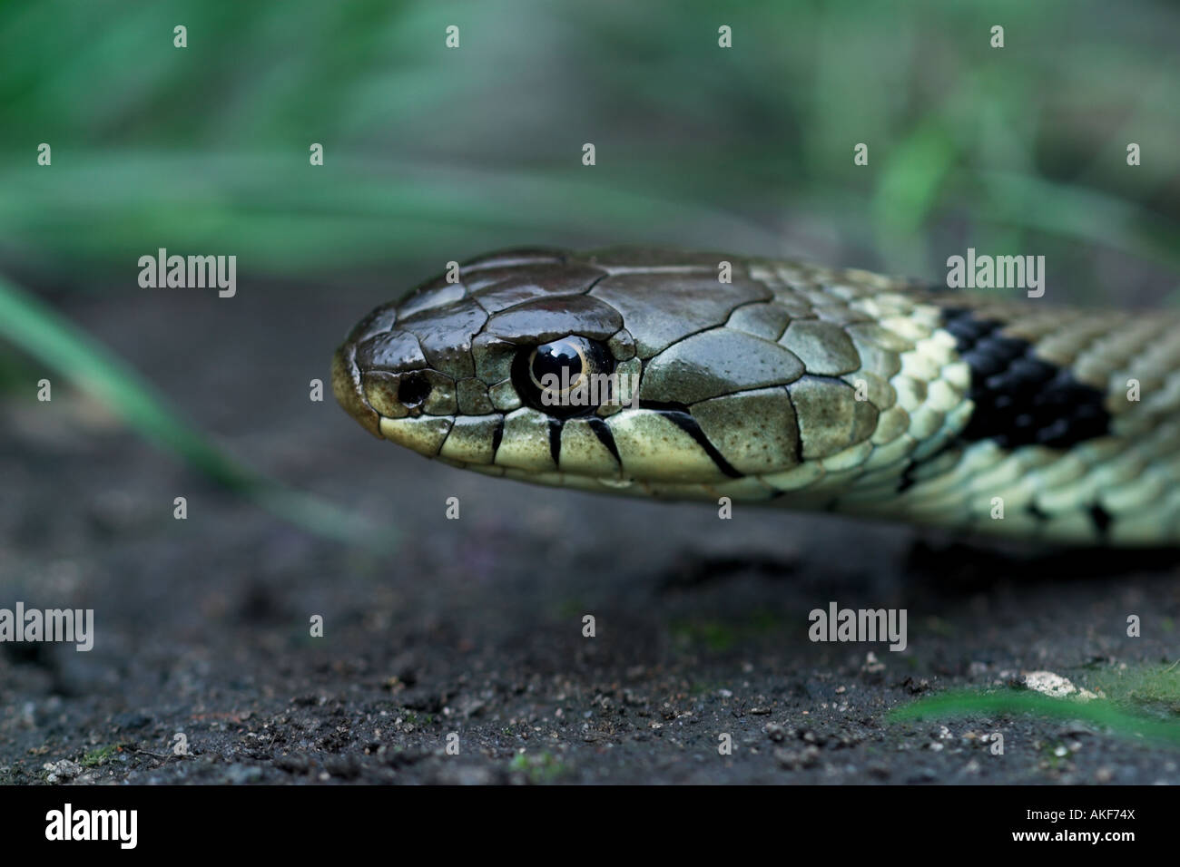 Couleuvre à collier. Natrix natrix Banque D'Images