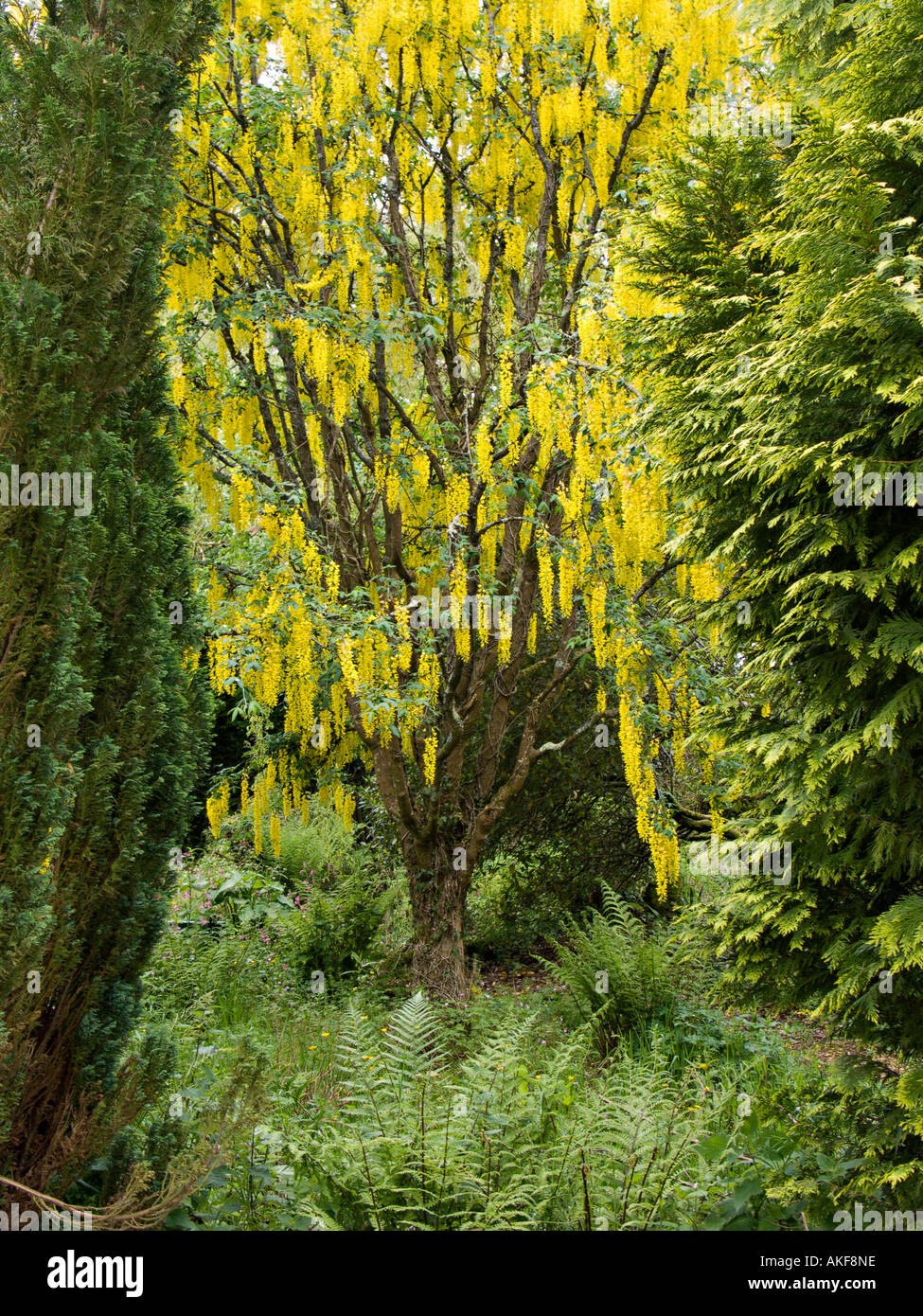 Arbre de Cytise Banque D'Images