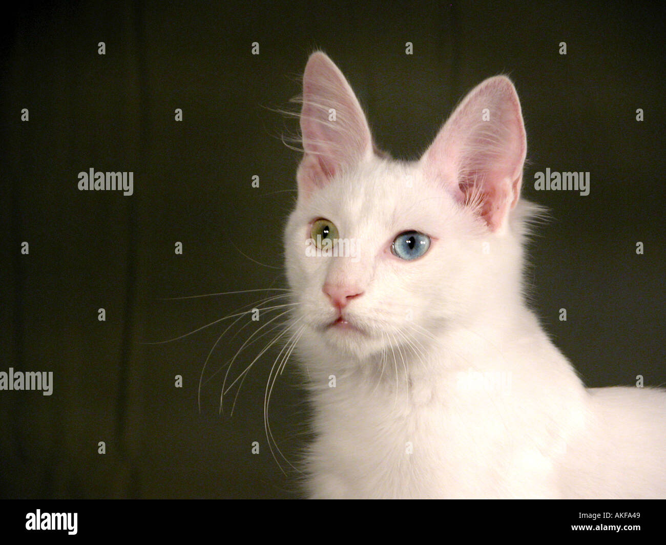 Chien Turc Race De Chat Avec Des Yeux De Differentes Couleurs Qui Est Sourd Comme Sont Les Chats Blancs Avec Des Couleurs Impaires Les Yeux Normalement Photo Stock Alamy