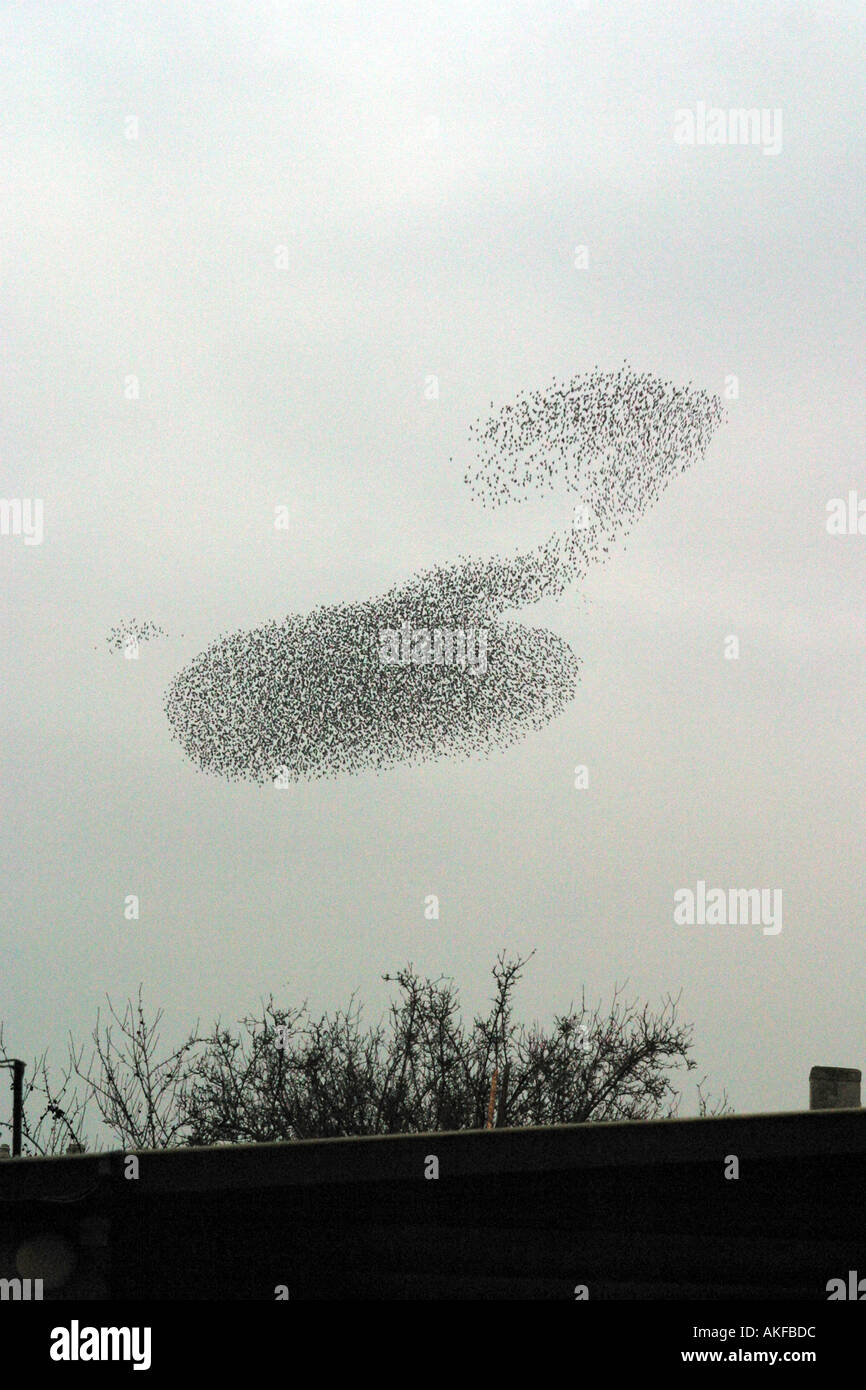 Essaim de starling oiseaux volant dans le ciel de la fin de l'hiver behavour migrateurs Banque D'Images