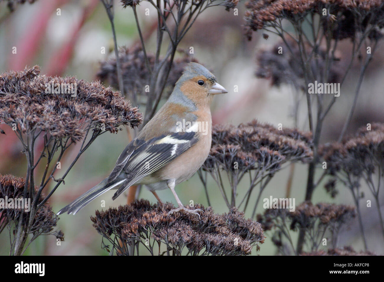 Chaffinch masculins sur têtes de graine de l'usine de Glace Sedum Banque D'Images