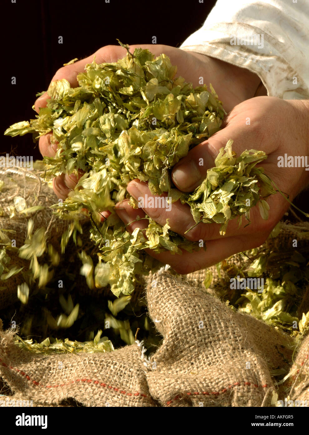 Le houblon prêt à être pesé et ajouté à la purée dans le processus de brassage de la bière. Banque D'Images