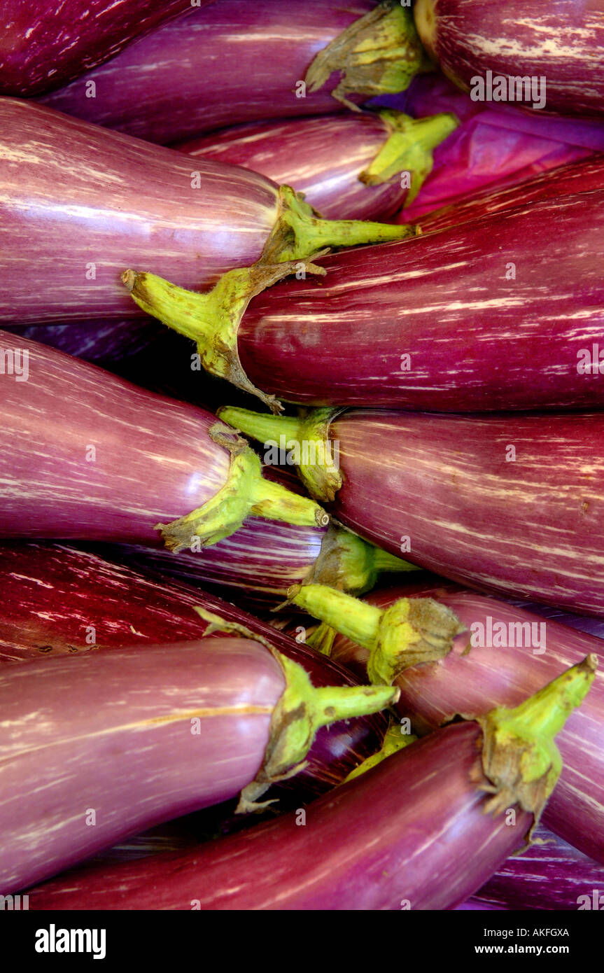 Violet et blanc à rayures aubergines emballées en commun. Photo par Jim Holden. Banque D'Images