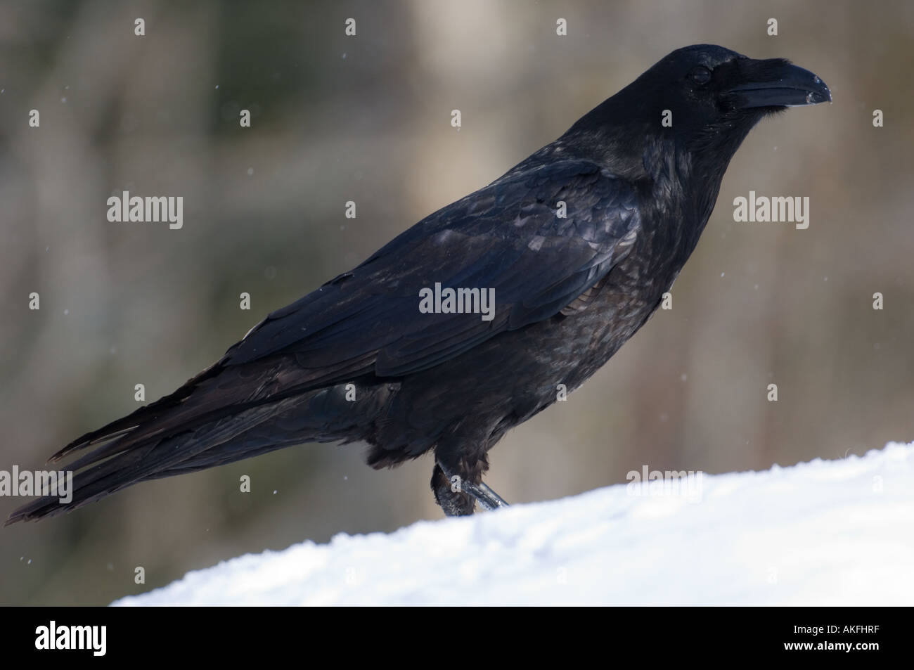 Raven se nourrissant d'une carcasse dans la neige, de l'Estonie Banque D'Images