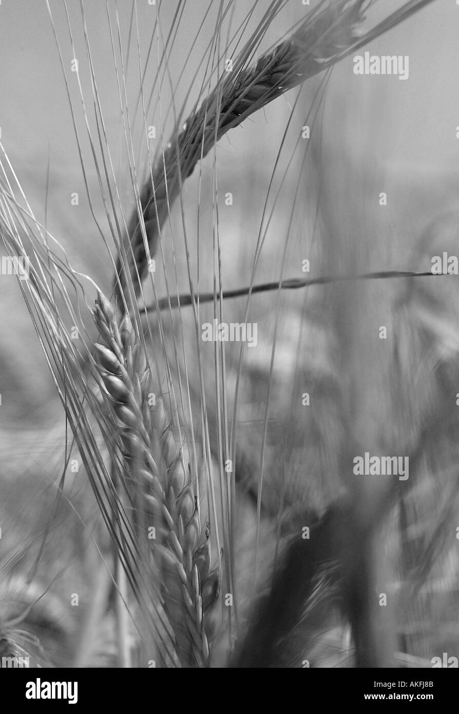 Le noir et blanc détail de l'agriculture commerciale dans la récolte d'orge d'été août chaud avec ciel bleu Banque D'Images