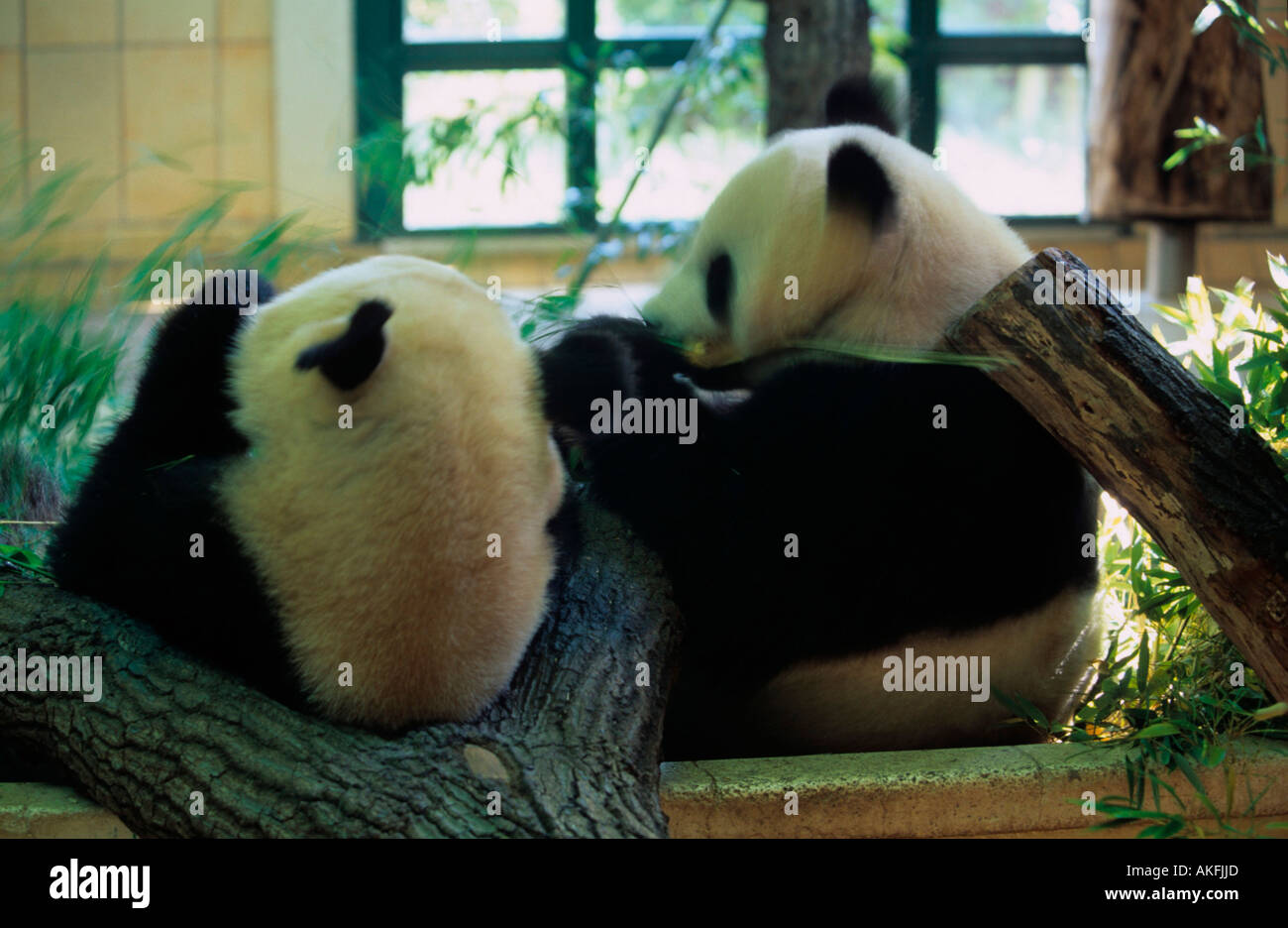 Pandabären im Tiergarten Banque D'Images
