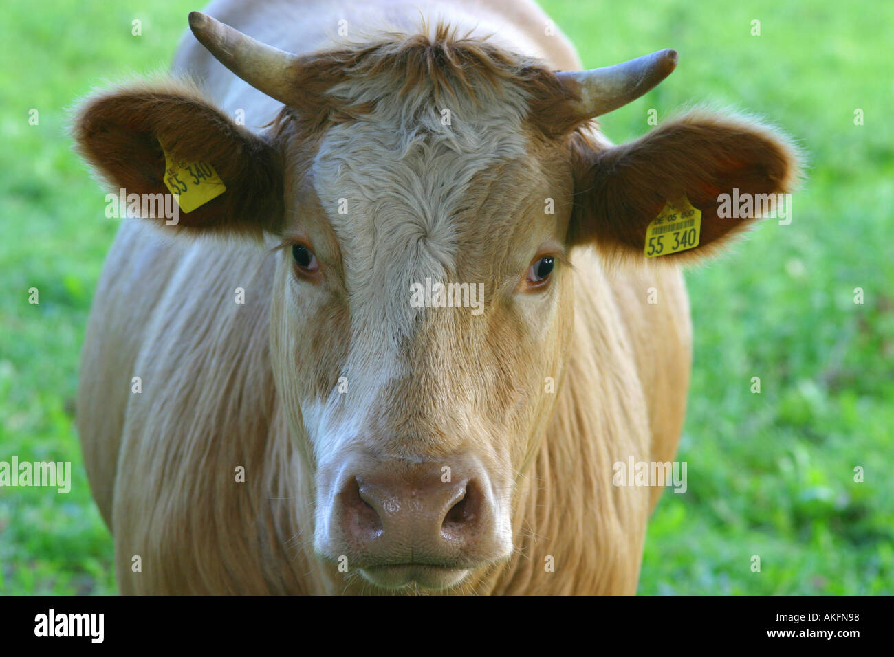 Close up of a Cow Banque D'Images