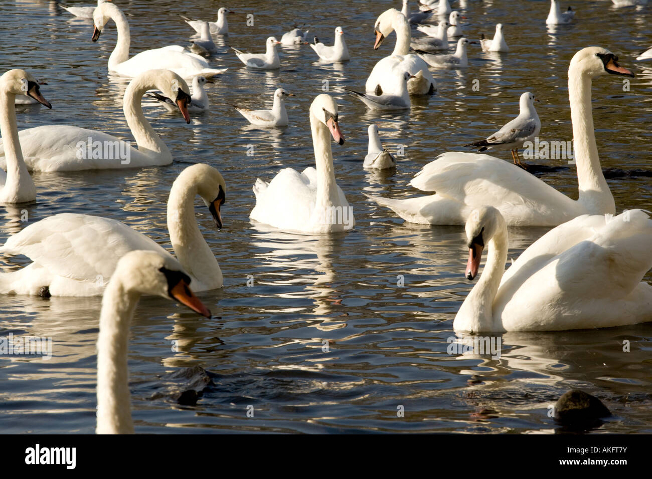 Les cygnes tuberculés et les mouettes à Carlingwark Loch attendent d'être nourris Castle Douglas Scotland UK Banque D'Images