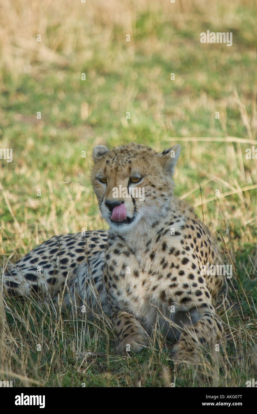 Un guépard se reposant dans l'ombre pendant une chaude journée d'Afrique Banque D'Images