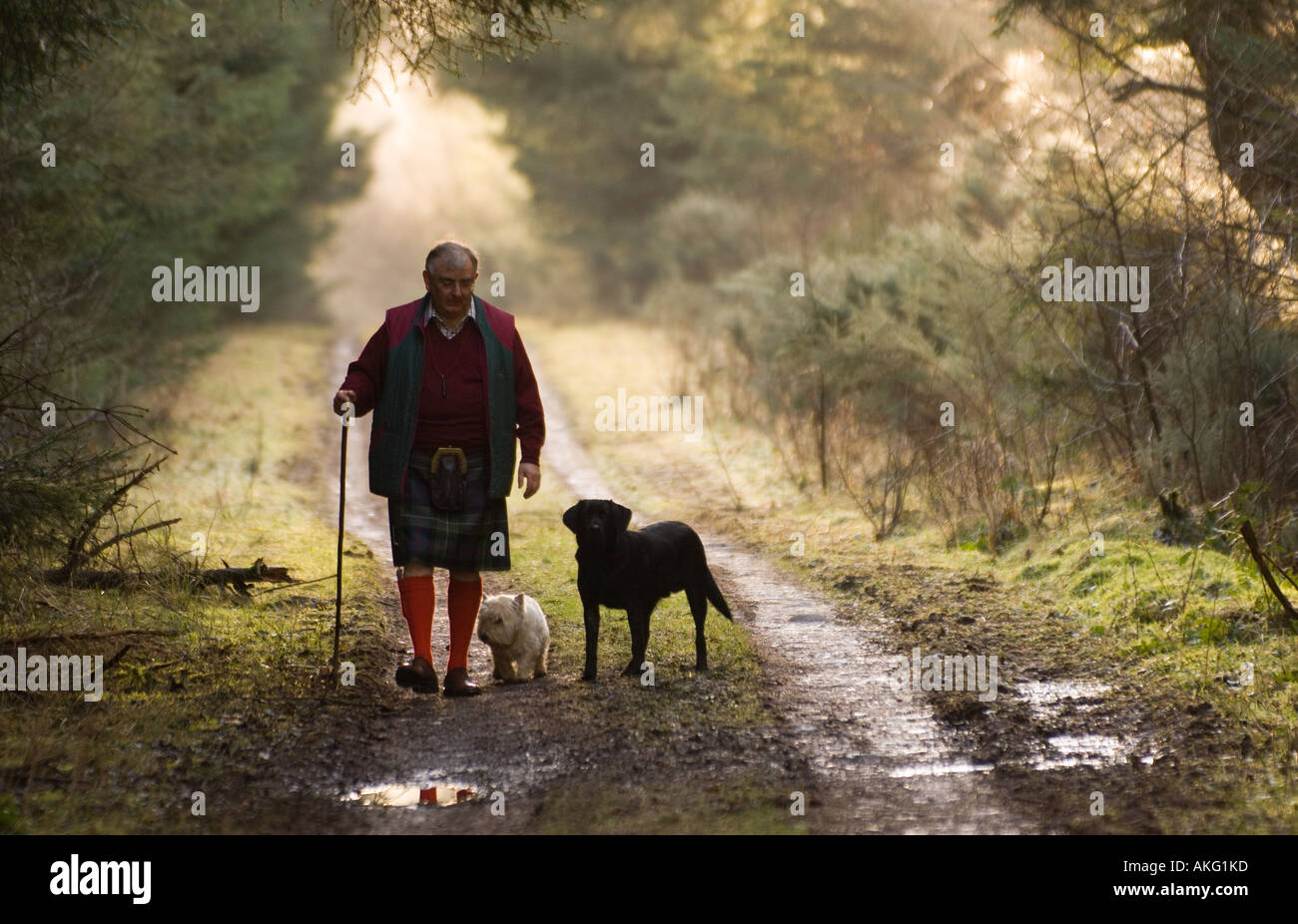 Scotsman promenait son chien dans une forêt Banque D'Images