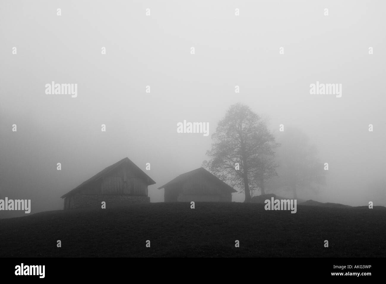 Évocateur et moody vue de granges et des arbres dans la brume Banque D'Images