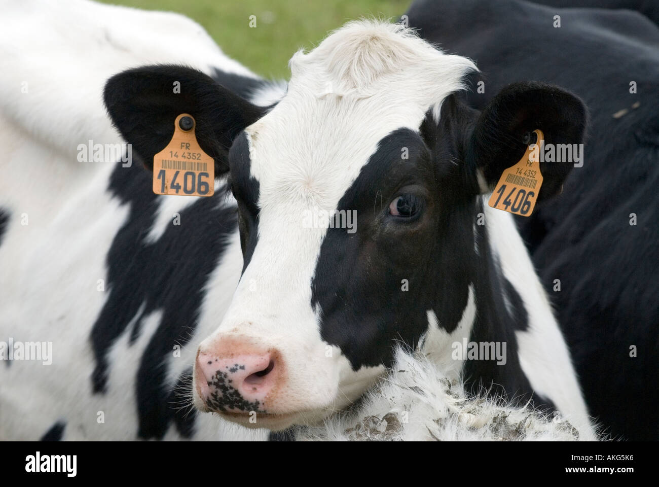 FRANCE BOVINS EN FERME À CHOUAIN NORMANDIE 2006 VACHES FRESIAN Banque D'Images