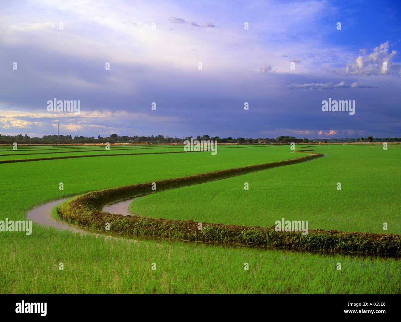 Riz germés fraîchement dans les champs du riz dans la Vallée de Sacramento en Californie Banque D'Images