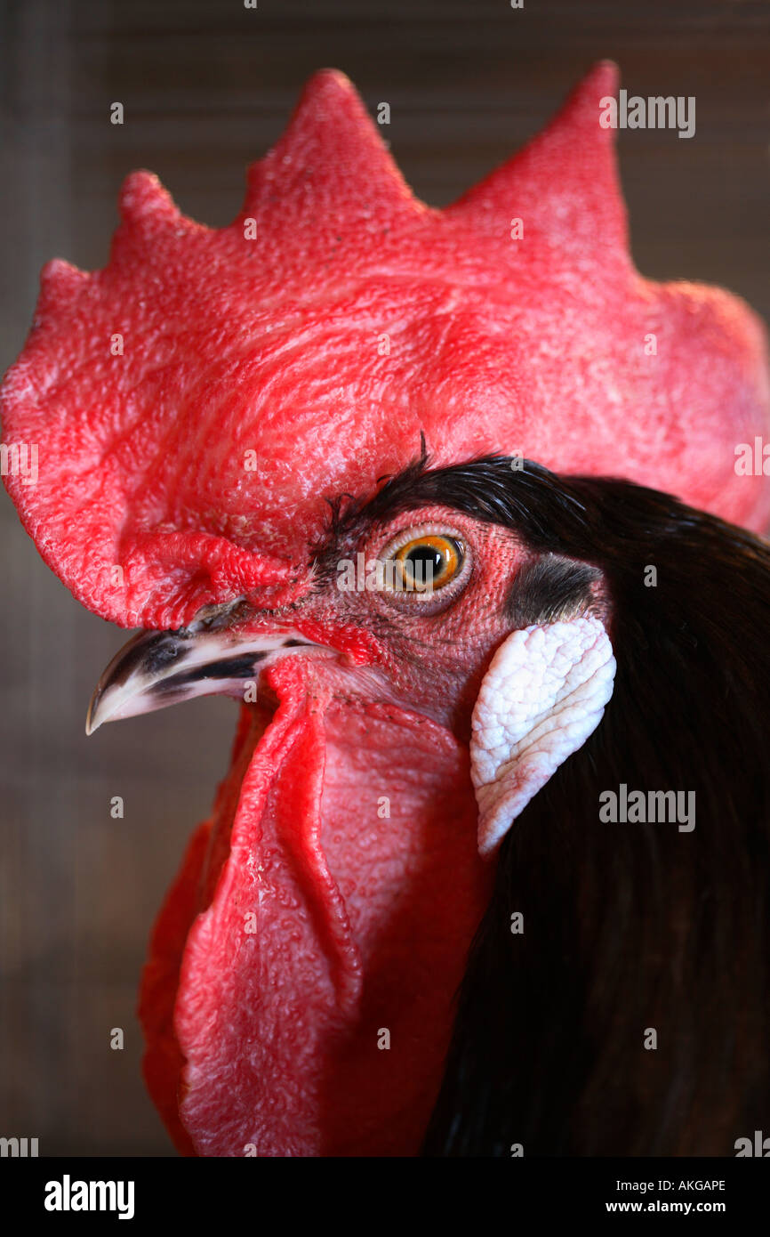 Rooster Banque D'Images