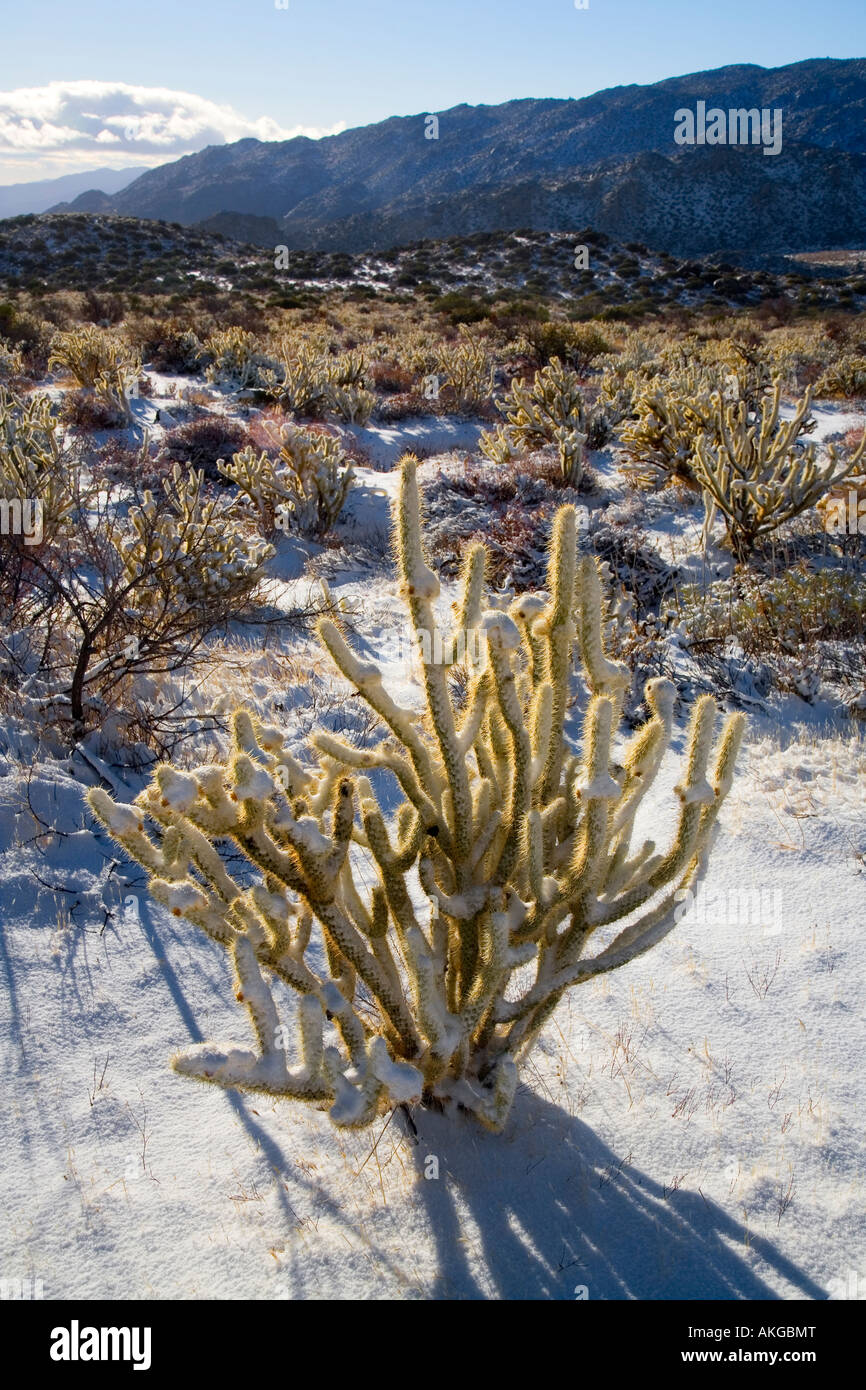 Couvert de neige Cholla Opuntia acanthocarpa Buckhorn Anza Borrego Desert State Park Borrego Springs Comté de San Diego en Californie Banque D'Images