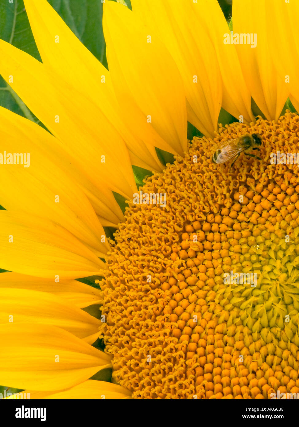 Une abeille recueille le pollen sur un tournesol en pleine floraison Banque D'Images