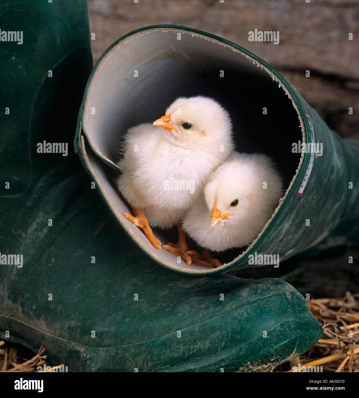 Les poussins en vert bottes à Pâques Banque D'Images