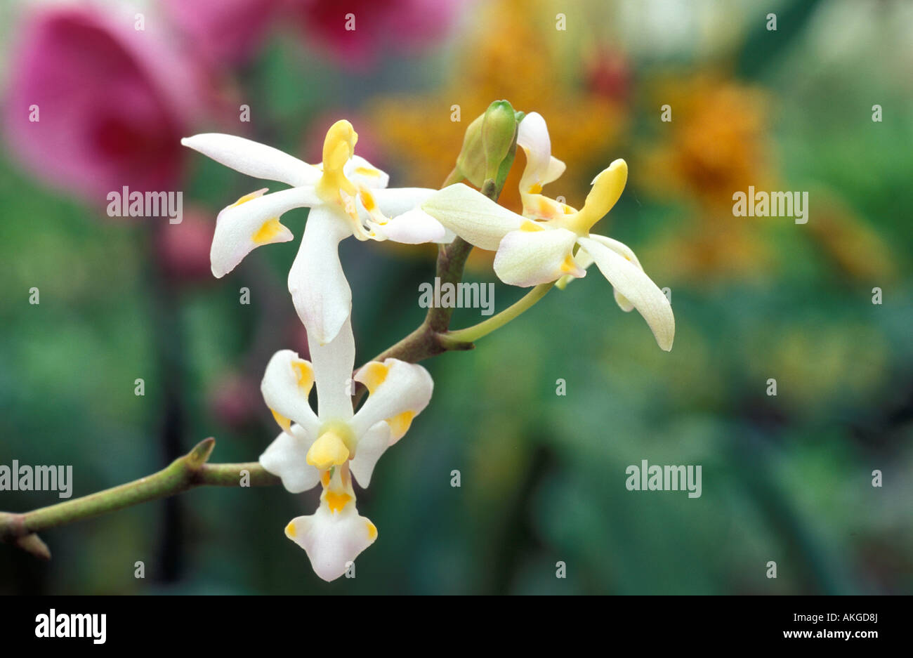 Doritis Pulcherrima var. Aquinii Alba Banque D'Images