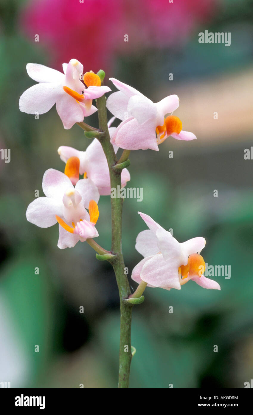 Doritis Pulcherrima Banque D'Images