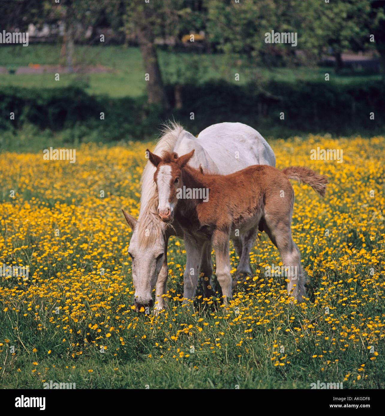 Mare et Foal Buttercups Boxmoor Herts Royaume-Uni Banque D'Images