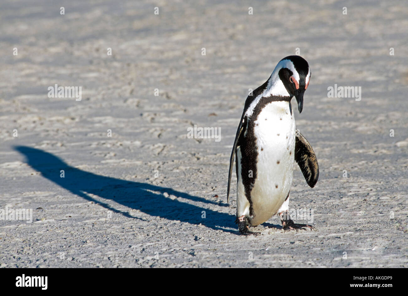 Une triste et malheureux à Jackass (Spheniscus demersus) se dandiner seul sur la plage. Banque D'Images