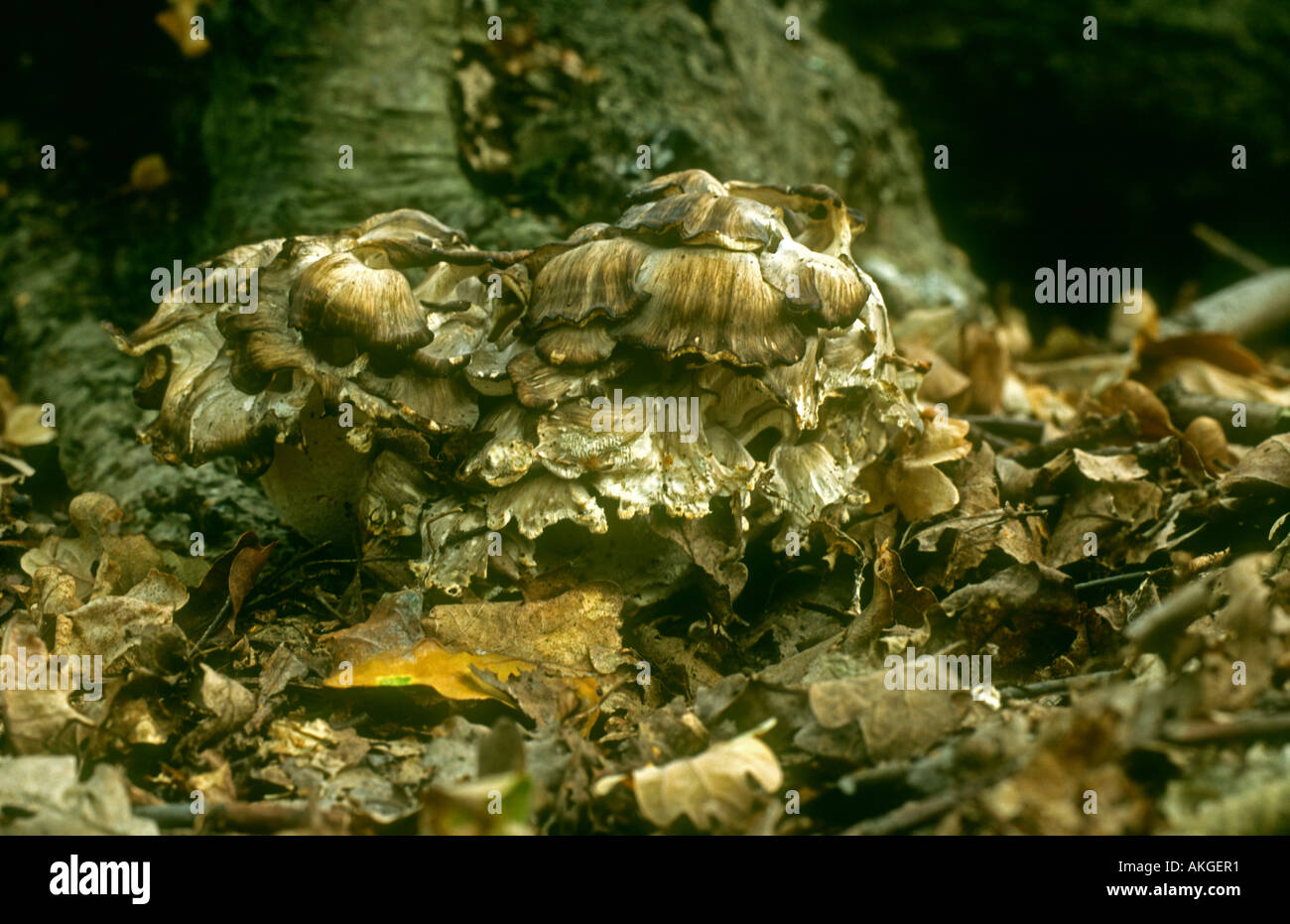 Grifola frondosa champignons poussant à la base de l'arbre de chêne, Potteric Carr, Doncaster, South Yorkshire Banque D'Images