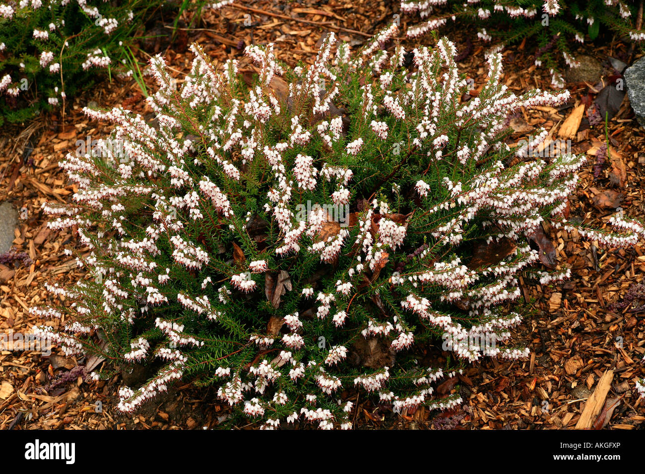 Erica carnea 'Springwood White' Photo Stock - Alamy