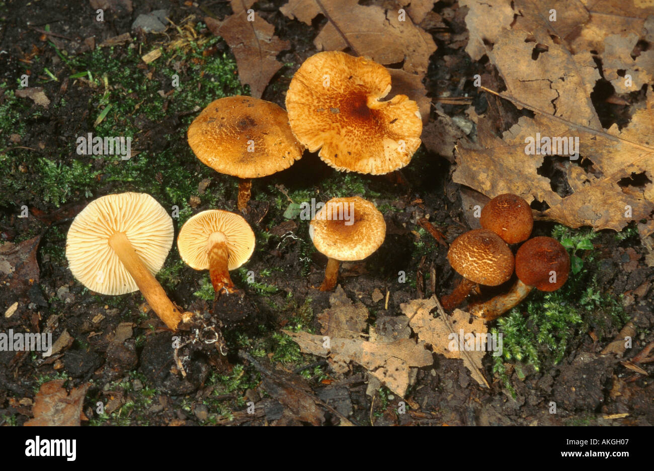Dapperling châtaignier (castanea) Lepiota, groupe au sol des forêts, de l'Allemagne, en Rhénanie du Nord-Westphalie, Krefeld Banque D'Images
