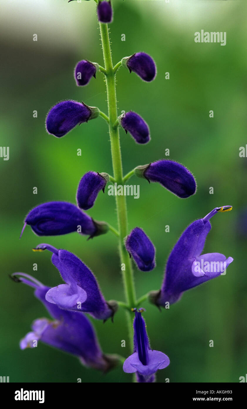 Cacalifolia Salvia Banque D'Images