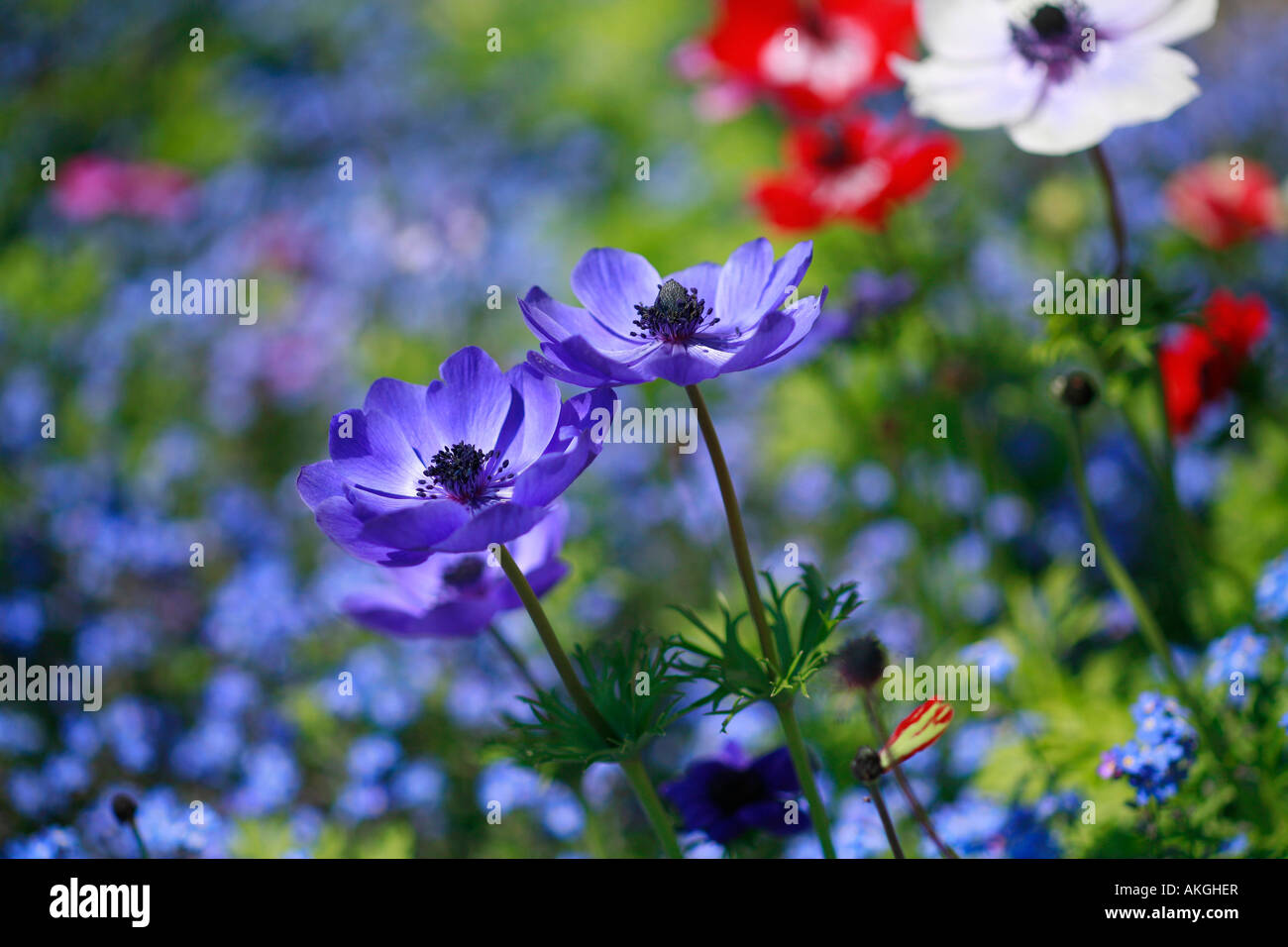 Anemone coronaria 'De Caen' Banque D'Images