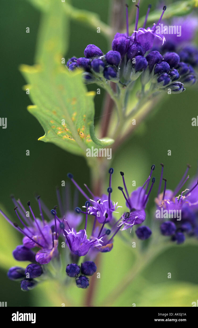 Caryopteris x clandonensis Worcester gold Banque D'Images