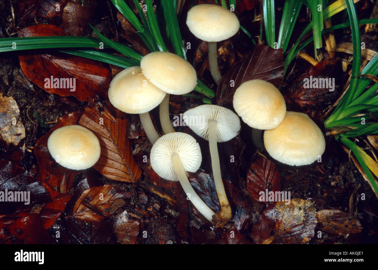Le lilas bonnet (Mycena pura f. lutea), Groupe sur la masse de la forêt, de l'Allemagne, Eifel, Geeste Banque D'Images