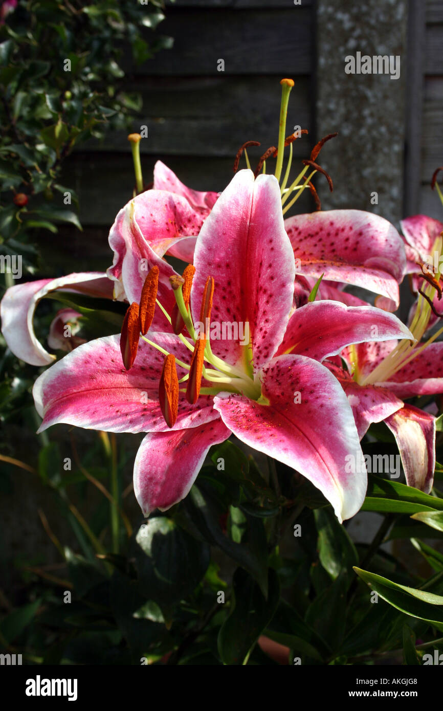 LILIUM STAR GAZER. LILY Banque D'Images