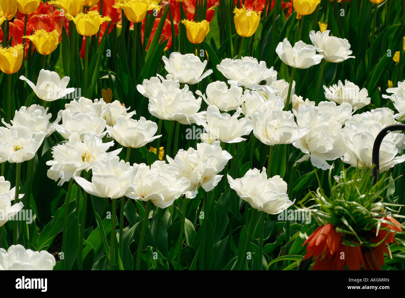 Fin Double tulipes 'Monter' Tacoma Banque D'Images