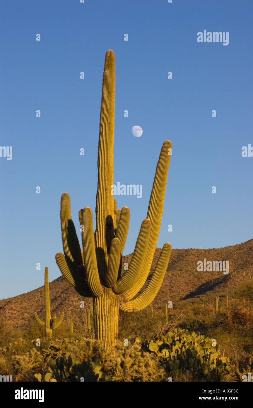 Cactus géant saguaro et lune au coucher du soleil Saguaro National Park Arizona Banque D'Images